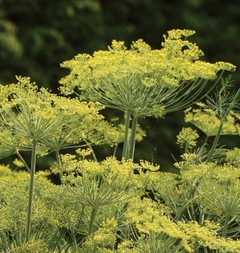 Endro Dills Dukat - Aneto - Anethum graveolens - Erva Culinária - comprar online