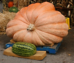Abóbora Gigante Dill Atlantic - Recorde do Guinness