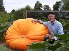 Abóbora Gigante Dill Atlantic - Recorde do Guinness - Plantamundo