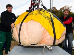 Abóbora Gigante Dill Atlantic - Recorde do Guinness