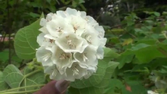 Dombeya Branca - Dombeya wallichii - Astrapeia - Flor atrai abelhas - comprar online