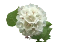 Dombeya Branca - Dombeya wallichii - Astrapeia - Flor atrai abelhas