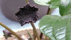 Planta Bizarra - Dorstenia bahiensis - Ornamental para vasos