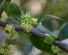 Damasco Tropical - Kei Apple - Umkolo - Dovyalis caffra fruta africana rara - comprar online