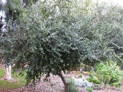 Damasco Tropical - Kei Apple - Umkolo - Dovyalis caffra fruta africana rara - loja online