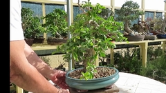 Damasco Tropical - Kei Apple - Umkolo - Dovyalis caffra fruta africana rara na internet