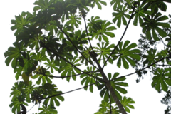 Embauba - Frutífera - Paisagismo - comprar online