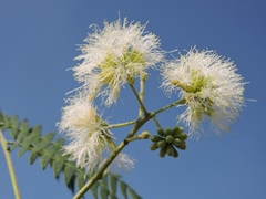 Tamboril - Enterolobium contortisiliquum - árvore