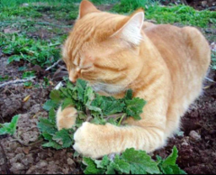 Erva dos Gatos - Erva Gatuna - Catnip - Nepeta cataria
