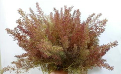 Planta Espuma de Mar - Sea Foam Plant- Teloxys aristata - Sementes - comprar online