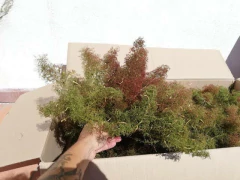 Planta Espuma de Mar - Sea Foam Plant- Teloxys aristata - Sementes - Plantamundo