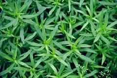 Estragão - Estragão Russo - Artemisia dracunculus - Erva culinária - comprar online