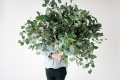 Eucalipto Prateado - Eucalipto Silver Dollar - Eucalyptus cinerea - Árvore - Plantamundo
