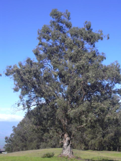 Eucalipto Azul - Eucalipto Branco - Eucalyptus glóbulus - Árvore