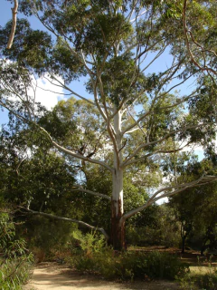 Rose Gum - Eucalyptus grandis na internet