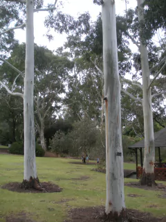 Rose Gum - Eucalyptus grandis - comprar online