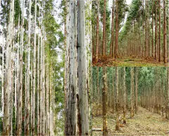 Rose Gum - Eucalyptus grandis