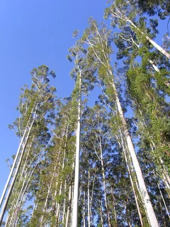 Rose Gum - Eucalyptus grandis - loja online
