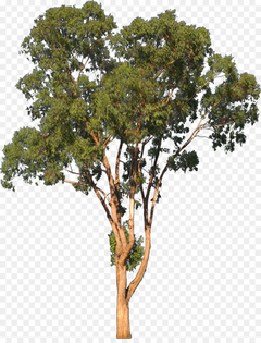 Eucalipto Vermelho - Eucalyptus camaldulensis- Árvore
