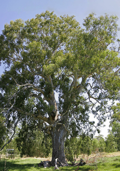 Imagem do Eucalipto Vermelho - Eucalyptus camaldulensis- Árvore