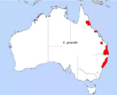 Imagem do Rose Gum - Eucalyptus grandis