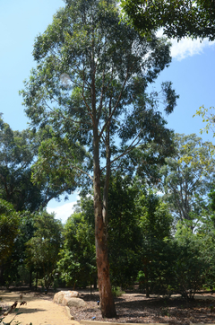 Eucalipto saligna - Eucalyptus saligna