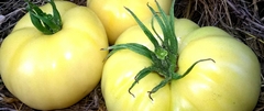 Tomate Fantome du Laos
