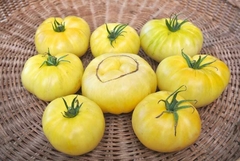 Tomate Fantome du Laos na internet