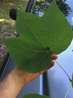 Árvore Guarda-sol Chinês - Firmiana Simplex árvore ou bonsai na internet