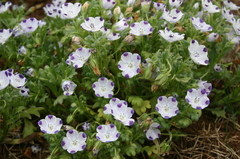 Nemofila Five Spot- Nemophila Maculata - Flor - loja online