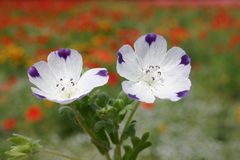 Nemofila Five Spot- Nemophila Maculata - Flor - Plantamundo