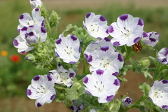 Nemofila Five Spot- Nemophila Maculata - Flor