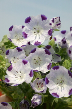 Nemofila Five Spot- Nemophila Maculata - Flor na internet