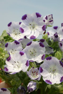 Nemofila Five Spot- Nemophila Maculata - Flor na internet