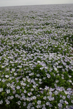 Nemofila Five Spot- Nemophila Maculata - Flor - comprar online