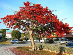 Flamboyant Vermelho - Delonix regia