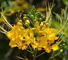 Flamboyant Mirim Amarelo - Flamboyanzinho de Jardim Amarelo - comprar online