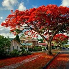 Flamboyant Vermelho Laranja e Amarelo Mix - Delonix regia - Sementes - loja online