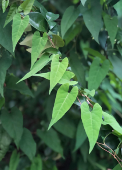 Fo-ti Polygonum multiflorum Erva da Longevidade afrodisiaca - Cor do cabelo
