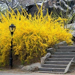 Sino Dourado - Forsitia - Forsythia sp. - Flor
