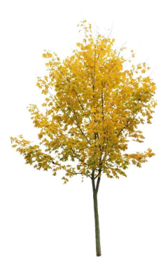 Freixo Europeu - Fraxinus Excelsior Árvore ou Bonsai