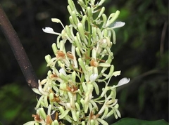 Galangal - Alpinia galanga - Mudas - comprar online