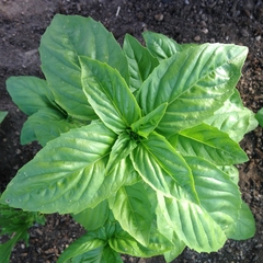 Manjericão Genovese - O rei do pesto!!