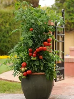 Imagem do Tomate Geranium Kiss - Raríssimo