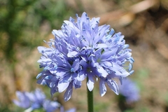 GILIA GLOBO - Gilia capitata - Flor - comprar online