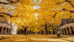 Árvore Sagrada - Ginkgo biloba