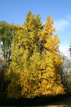 Árvore Sagrada - Ginkgo biloba na internet