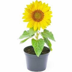 Girassol Anão para vasos ou jardins