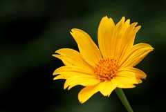 Imagem do Girassol Mexicano - Girassol de Árvore - Mãos de Deus - Margaridão - Tithonia diversifolia - 500 Sementes