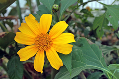 Girassol Mexicano - Girassol de Árvore - Mãos de Deus - Margaridão - Tithonia diversifolia - 500 Sementes